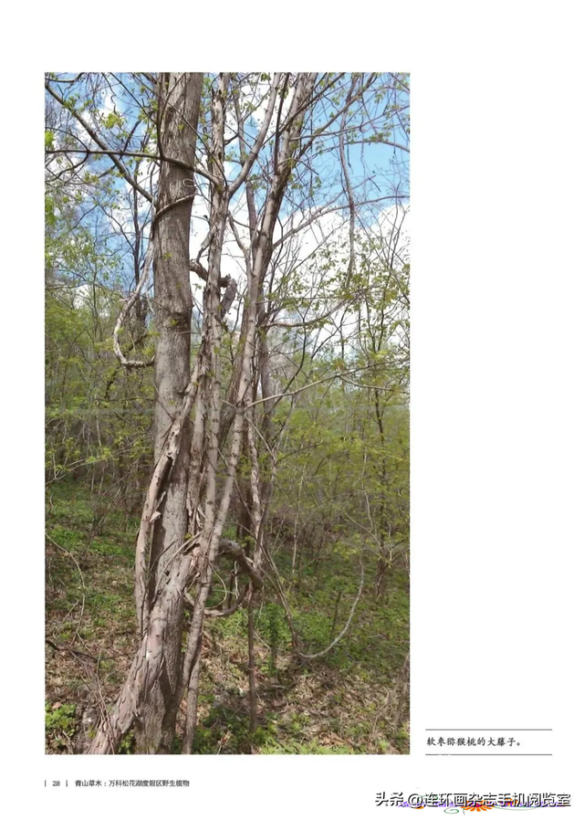 《青山草木》页选03
