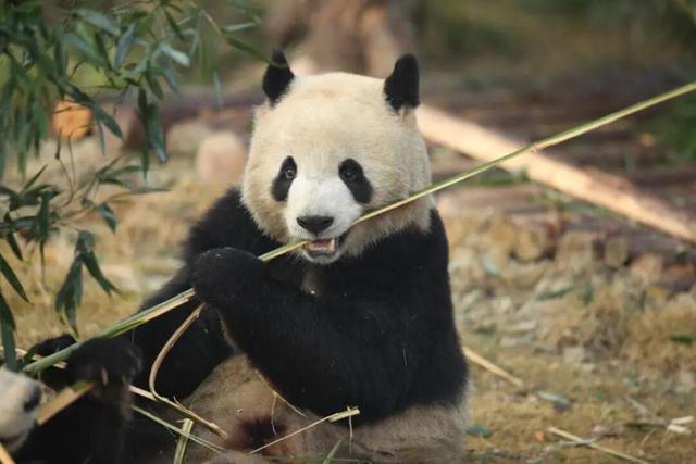 福州熊猫世界，开园时间定了！