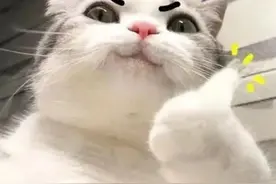 收藏！湖北地区户籍类证明线上办理攻略！图片