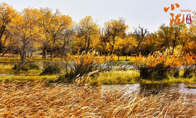【小陇画报·435期】民勤：千顷湿地卧戈壁 续写生态新画卷