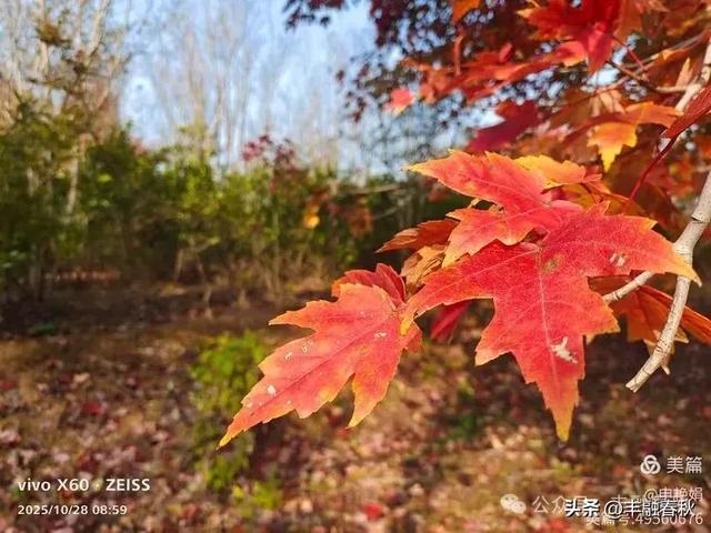 丹枫映秋,枫彩满楼|申艳娟