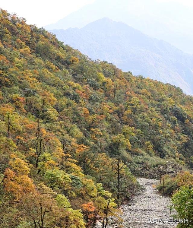 成都彭州的魔幻彩林，都不要门票！壮观、唯美、浪漫，无不惊艳！