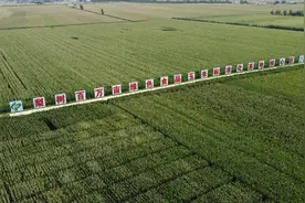 稻花香里说丰年｜60万米高空，瞰“大国粮仓”，壮丽无边图片