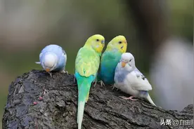 花鸟市场不会告诉你的秘密：近亲鹦鹉幼鸟成活率暴跌60%图片