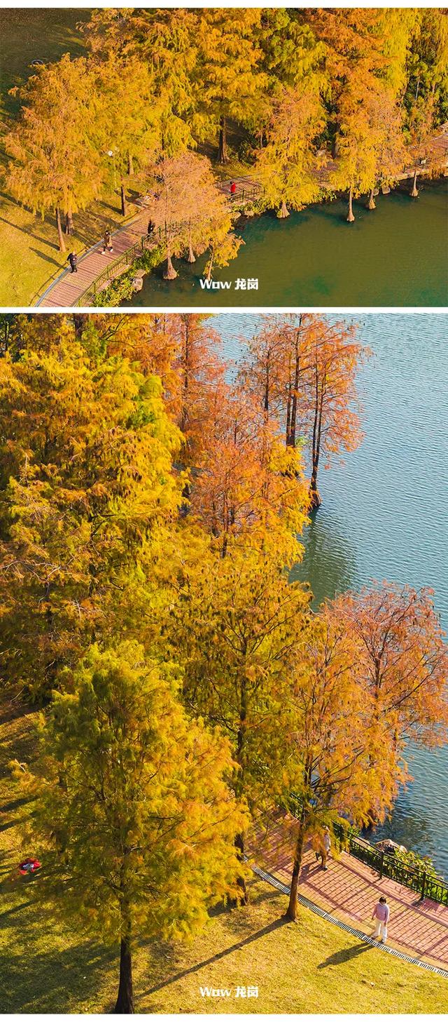 红了!龙岗落羽杉进入最佳观赏期!最全打卡攻略→