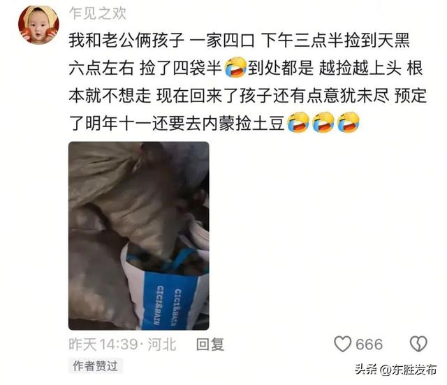 内蒙古土豆，“捡”的咋比买的还香？
