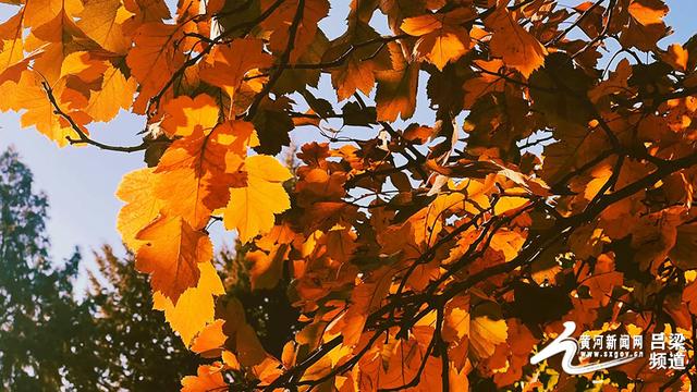 初冬吕梁市区森林公园：霜染林峦 景韵天成