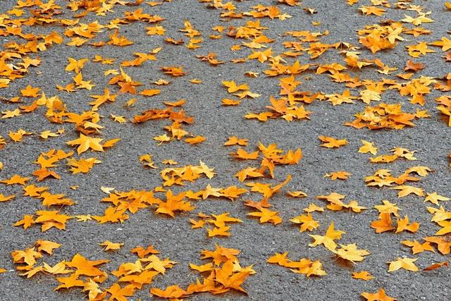 大风刮出绝美晴天！北京园博园湿地稻草人展持续营业中，蓝天湿地拍爆朋友圈