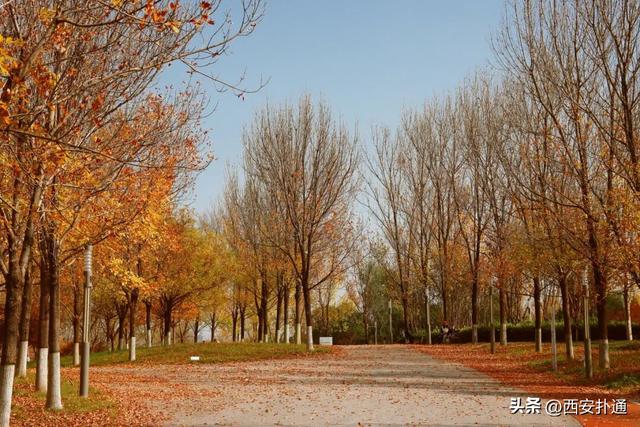 地铁直达！秋日末尾的“落叶大道”不可错过！