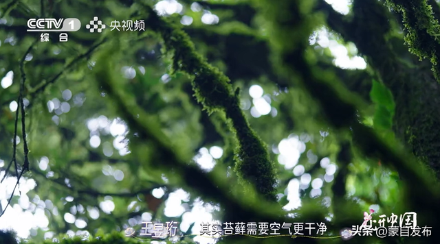 蒙自花开上央视！诚邀晒图，评论区专“宠”鲜花！