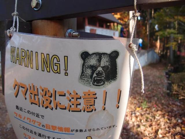 为什么最近日本“大量熊出没”？