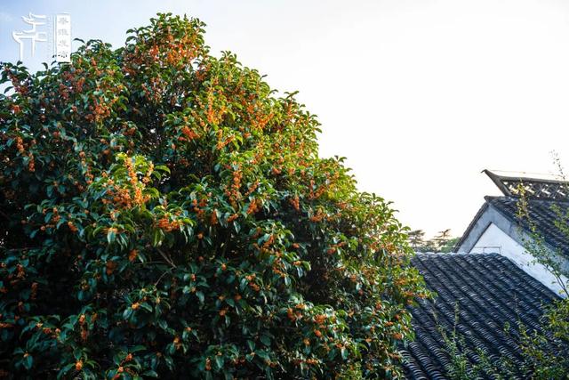 花样秦淮｜秋桂