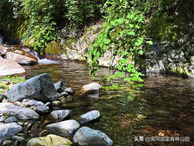 立减10℃!绿色天然避暑胜地,就在黑河国家森林公园→