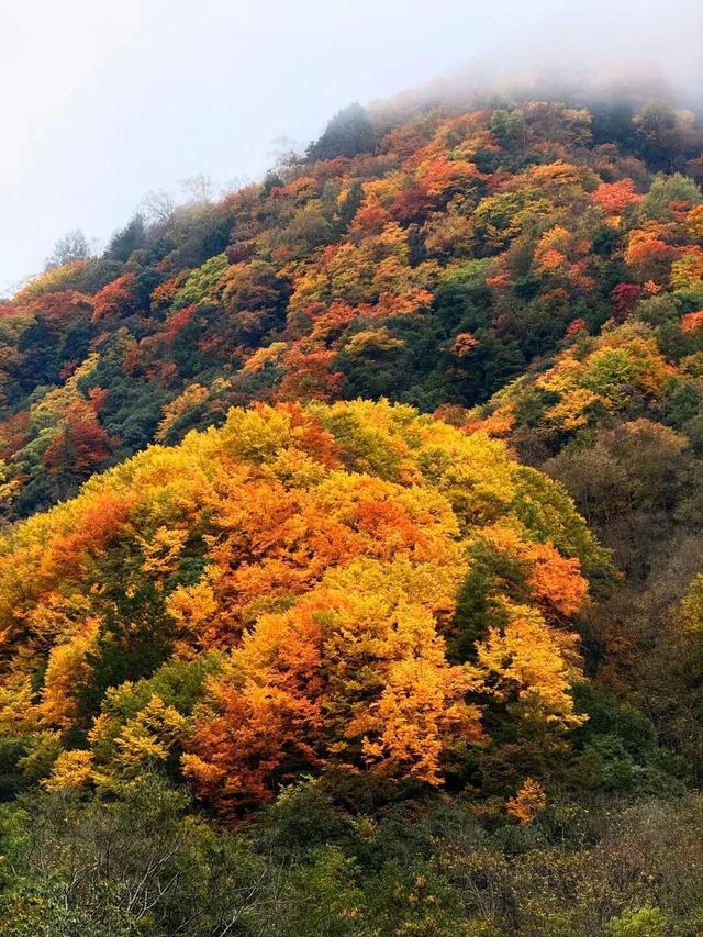我竟然发现，唐家河红叶居然如此好看！