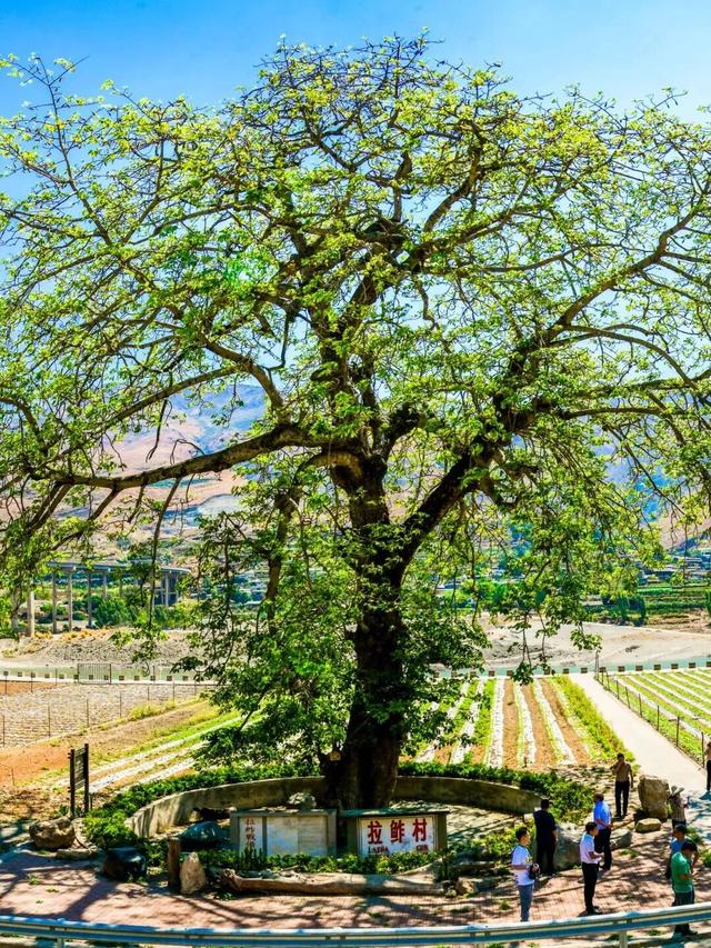 冬天到攀枝花晒太阳是定律来的！