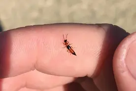 家里能发现的毒虫有哪些？这些家中常见的毒虫你认识吗？图片