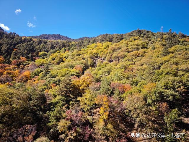 米亚罗彩林季，观赏一日游！