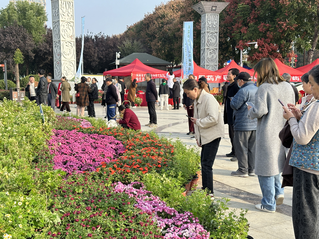 邓州菊展启幕：赏非遗品药香 “一朵菊”带动多元产业