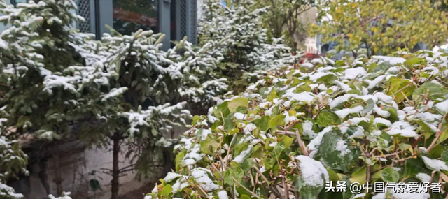 冬天来了：北方多地出现少见绿叶雪，广东等地即将大降温10度