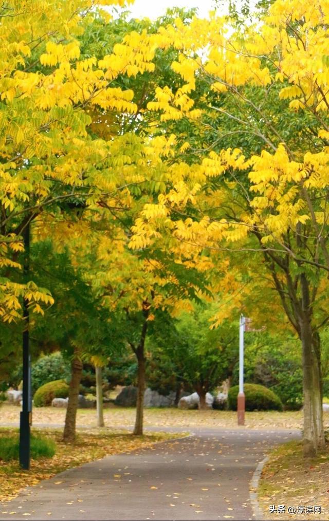秋色“进度条”加载中，狼山森林公园赏秋点等你来打卡→