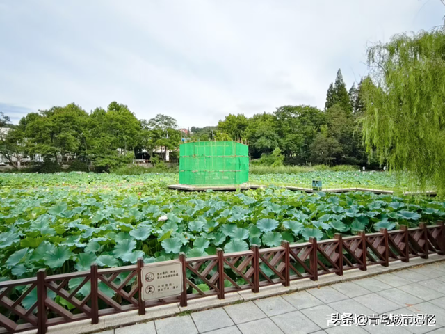 青岛中山公园小西湖凉亭的前世今生