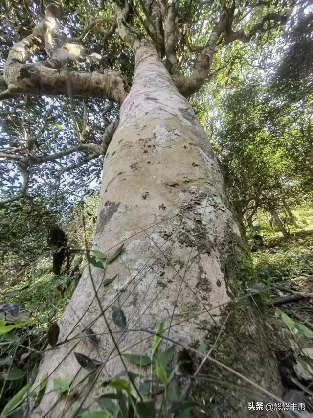 “坐着轮椅看世界”系列之：探访哈尼族山寨 ▏作者史济荣