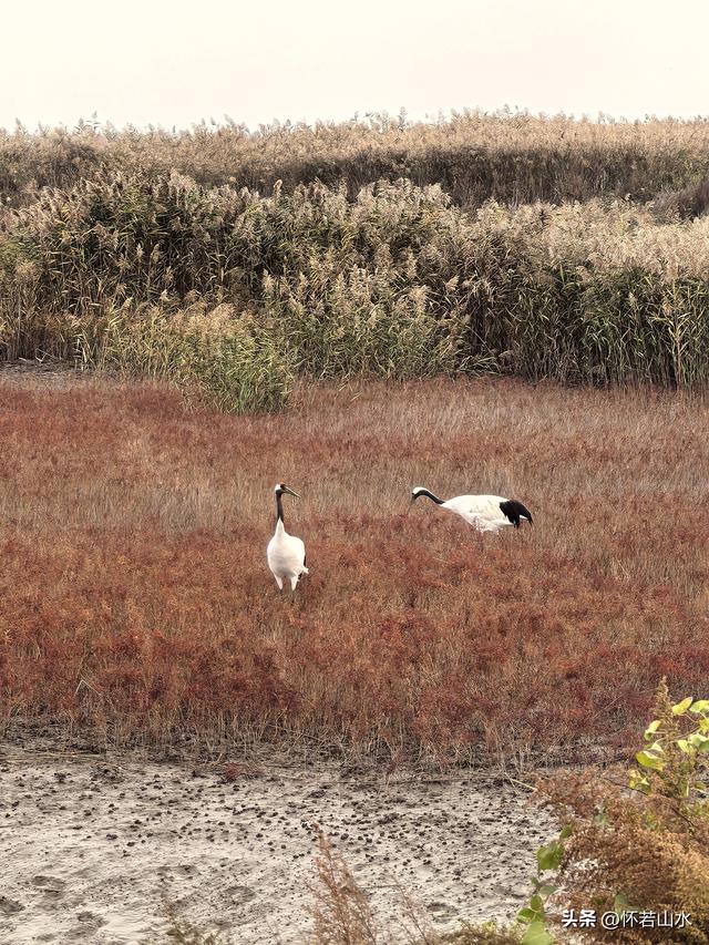 2025辽宁赏秋之旅日记(6)——到辽河口中国最北海岸线看日出 观鸟