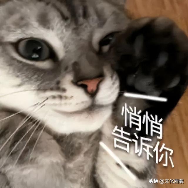 萌到犯规！西藏人有自己的jellycat！