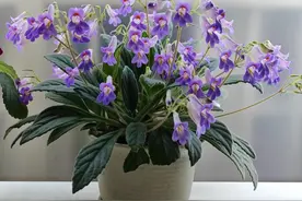 室内植物界的“开花劳模”，耐阴，封闭阳台也能养，花期几乎全年图片