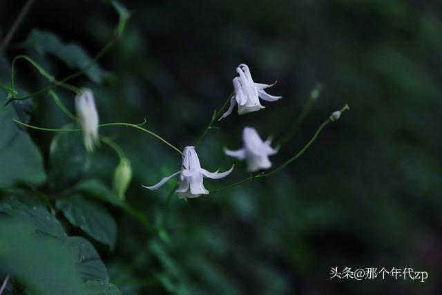 借籽之力，破境成长