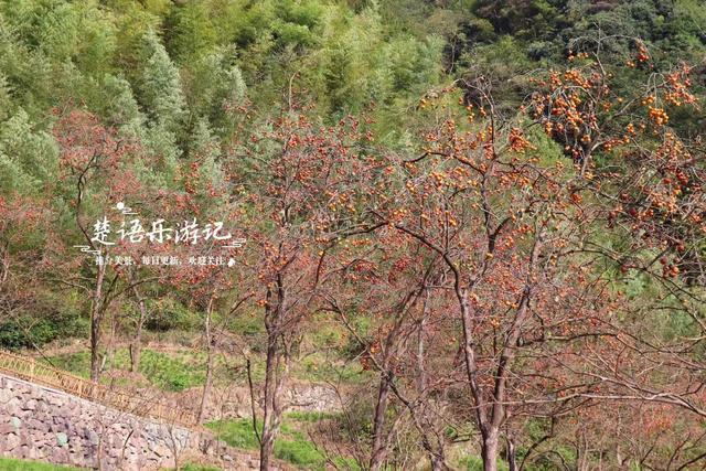 浙江宁波的又一个柿林山村，免费开放但是景色很美，游玩正当时