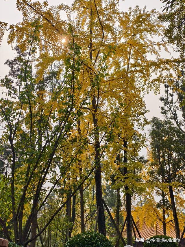 成都徒步（71）·昭觉寺银杏&升仙湖水杉