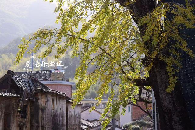 这里不愧是文化名村与景区村庄，银杏与红枫相映，美得一塌糊涂