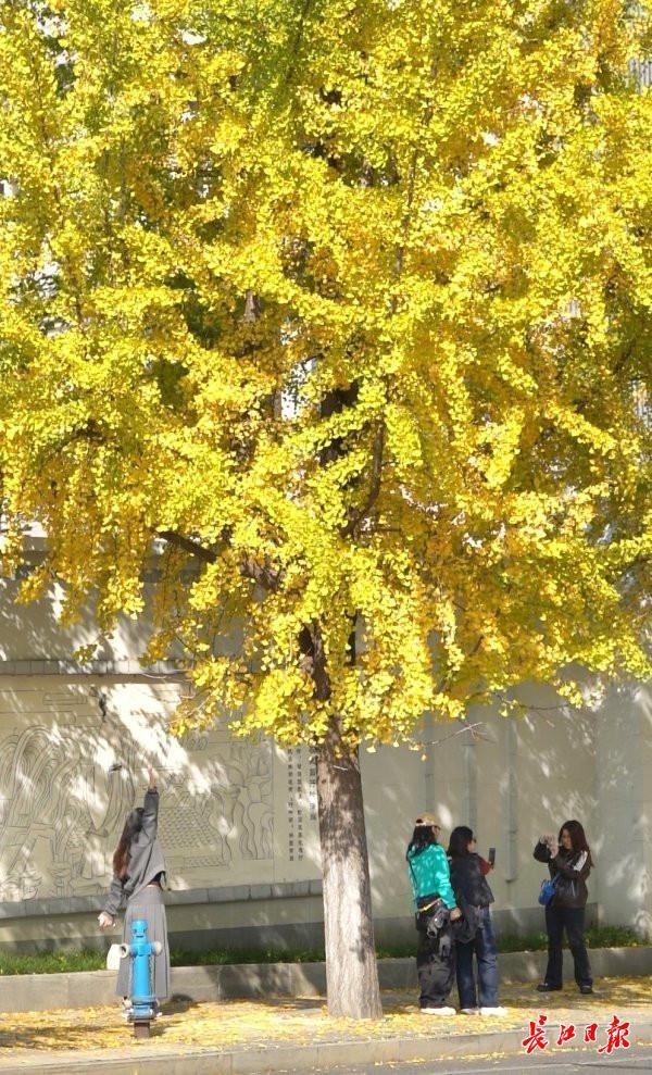 武汉街头4万株银杏披上“黄金甲”，这些地方是最佳观赏点