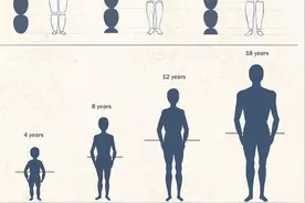 人体素描基础：人体均匀的标准图片