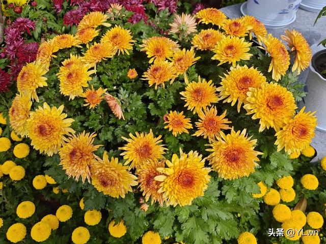 拱墅区菊花展分会场,无需预约无需门票,逛桥西历史直接赏菊花