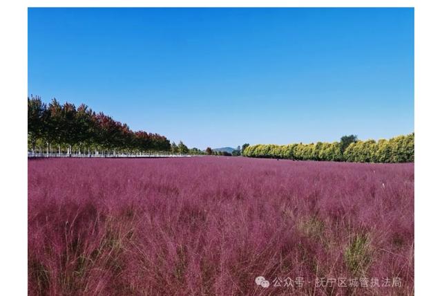 一眼被沦陷的秦皇岛枫林大道