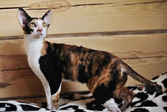 全世界100个宠物猫品种大赏！