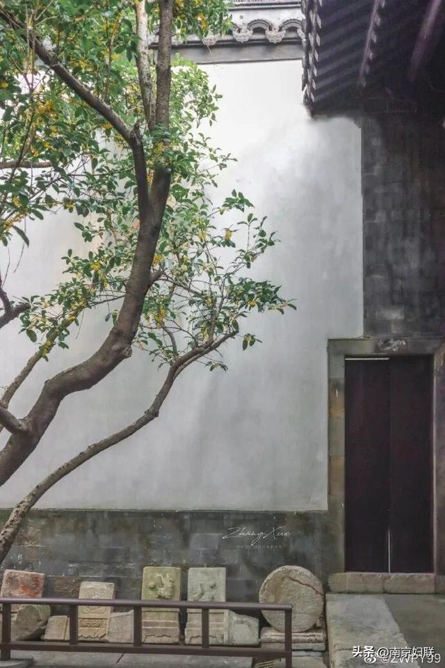 秋日南京，金色相逢