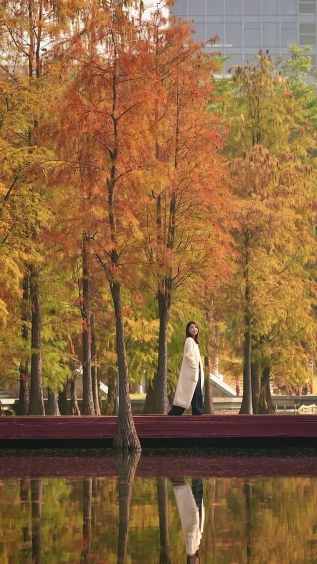 红出圈！南海落羽杉正在刷屏