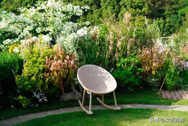 霞浦花沁石,海边莫奈花园的秋冬独属烂漫