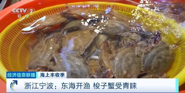 东海开渔梭子蟹市场价格如何