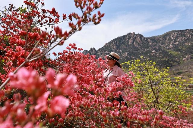 满山遍野的映山红