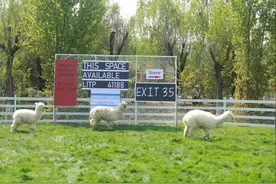 “五一”趣游新地标！青岛翠林云庄“小羊肖恩牧场”治愈来袭图片