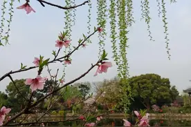 散文：春有约，花不误，年年岁岁不相负。珍惜春光，奔赴人生山海图片