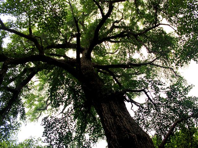 花木春秋322：银杏 | 植物界的活化石