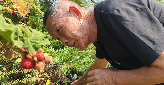 1062米轿子岭上摘野果！黄花岭风电公路太香了