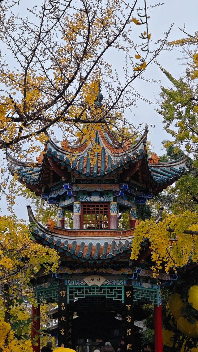 昆明冬日氛围感拉满！跟着香港明星足球队，解锁翠湖海鸥+梧桐黄墙的浪漫剧本