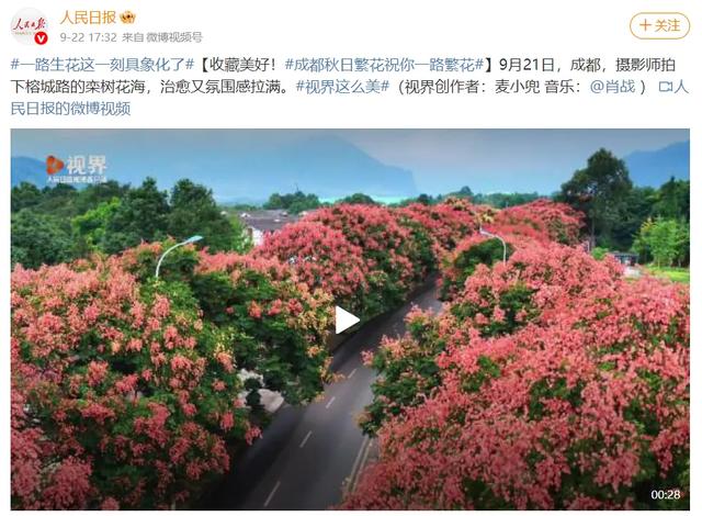 新闻联播聚焦通济秋色！榕城路栾树美到“出圈”
