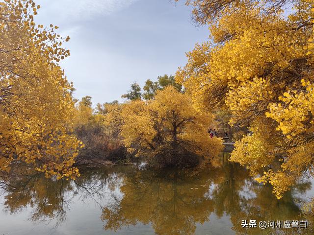 金塔胡杨林